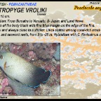 Centropyge vroliki - Pearlscale angelfish
