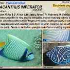 Pomacanthus  imperator - Emperor angelfish