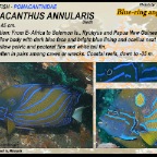 Pomacanthus annularis - Blue-ring angelfish