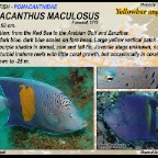 Pomacanthus maculosus - Yellowbar angelfish