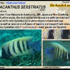 Pomacanthus sexstriatus - Six-banded angelfish
