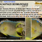 Holacanthus bermudensis - Blue angelfish