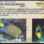 Pygoplites diacanthus - Regal angelfish