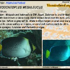 Chaetodontoplus mesoleucus - Vermiculated angelfish