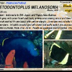 Chaetodontoplus melanosoma - Black velvet angelfish