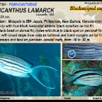 Genicanthus  lamarck - Blackstriped  angelfish