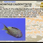 Geniacanthus caudovittatus - Zebra angelfish