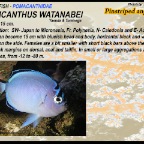 Genicanthus watanabei - Pinstripe angelfish