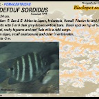 Abudefduf sordidus - Blackspot sergeant