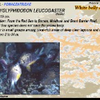 Amblyglyphidodon leucogaster - White belly damsel
