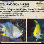 Amblyglyphidodon  aureus - Golden damsel