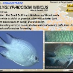 Amblyglyphidodon indicus - Maldives  damsel