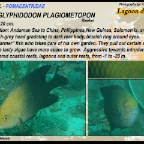 Hemiglyphidodon plagiometapon - Lagoon damsel