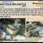 Dischistodus melanotus - Black-vent damsel