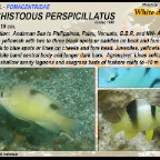 Dischistodus perspicillatus - White damsel