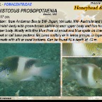 Dischistodus prosopotaenia - Honeyhead damsel