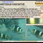 Dischistodus fasciatus -Banded damsel