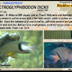 Plectroglyphidodon  dickii - Blackbar damsel