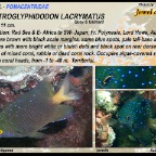 Plectroglyphidodon lacrymatus - Jewel damsel