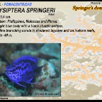 Chrysiptera springeri - Springer's demoiselle