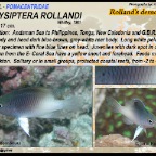 Chrysiptera rollandi - Rolland's demoiselle