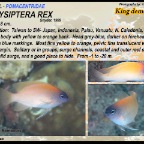 Chrysiptera rex - King demoiselle