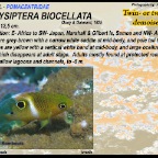 Chrysiptera biocellata - Twinspot demoiselle