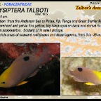 Chrysiptera talboti - Talbot's demoiselle