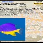 Chrysiptera hemicyanea - Azure demoiselle