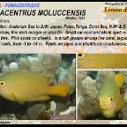 Pomacentrus moluccensis - Lemon damsel