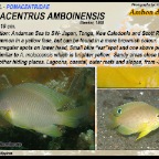 Pomacentrus amboinensis - Ambon damsel