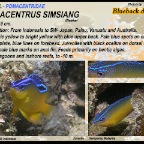 Pomacentrus simsiang - Blueback damsel