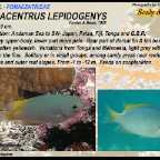 Pomacentrus lepidogenys - Scaly damsel