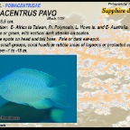 Pomacentrus pavo - Sapphire damsel