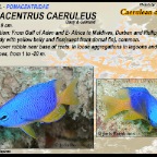 Pomacentrus caeruleus - Caerulean damsel