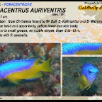 Pomacentrus auriventris - Goldbelly damsel