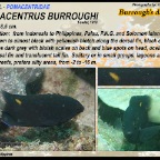 Pomacentrus burroughi - Burrough's damsel