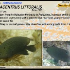 Pomacentrus littoralis - Smokey damsel