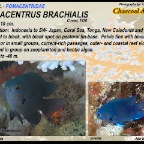 Pomacentrus brachialis - Charcoal  damsel