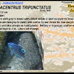 Pomacentrus tripunctatus - Threespot damsel