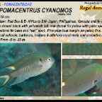 Neopomacentrus cyanomos - Regal demoiselle
