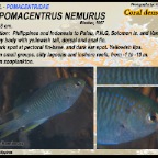 Neopomacentrus nemurus - Coral demoiselle