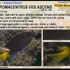 Neopomacentrus violascens - Violet demoiselle
