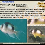 Amblypomacentrus breviceps - Black-banded demoiselle