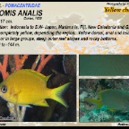 Chromis analis - Yellow damsel