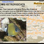 Chromis retrofasciata - Black-bar chromis
