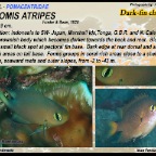 Chromis atripes - Darkfin chromis