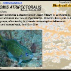 Chromis atripectoralis - Black-axil chromis