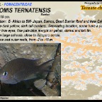 Chromis ternatensis -  Ternate chromis 