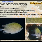 Chromis scotochiloptera - Philippines chromis